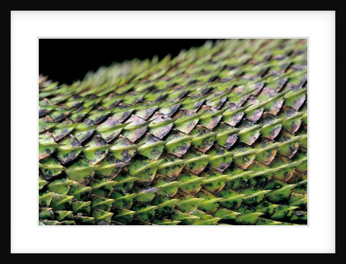 Sceloporus malachiticus (green spiny lizard) - scales by Anonymous