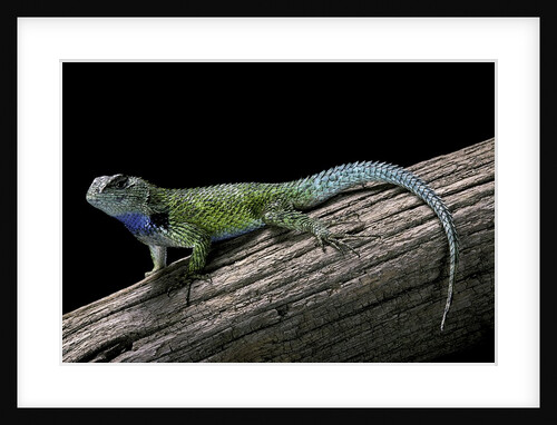 Sceloporus malachiticus (green spiny lizard) by Anonymous