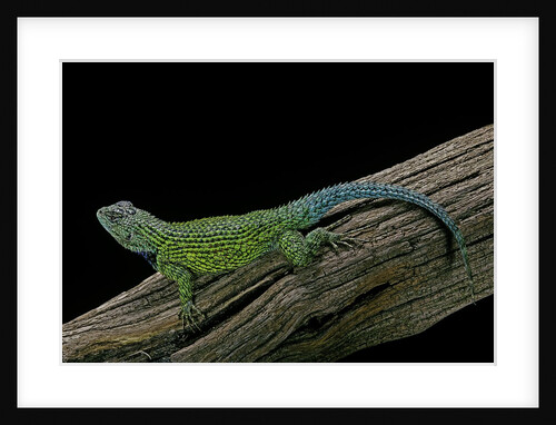 Sceloporus malachiticus (green spiny lizard) by Anonymous