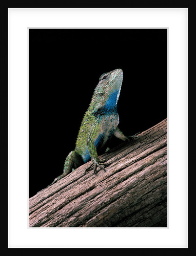 Sceloporus malachiticus (green spiny lizard) by Anonymous