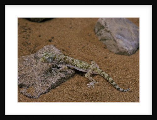 Stenodactylus sthenodactylus (elegant gecko, Lichtenstein's short-fingered gecko) by Anonymous