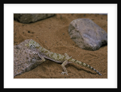 Stenodactylus sthenodactylus (elegant gecko, Lichtenstein's short-fingered gecko) by Anonymous