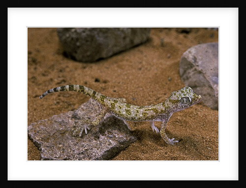 Stenodactylus sthenodactylus (elegant gecko, Lichtenstein's short-fingered gecko) by Anonymous