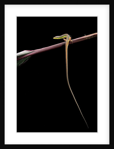 Takydromus sexileatus (oriental six-lined runner, long-tailed lizard) by Anonymous