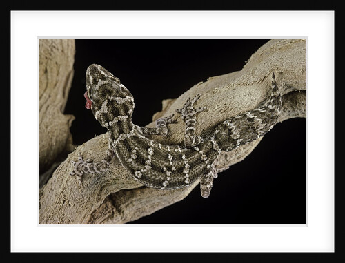 Teratolepis fasciata (carrot-tailed viper gecko) by Anonymous