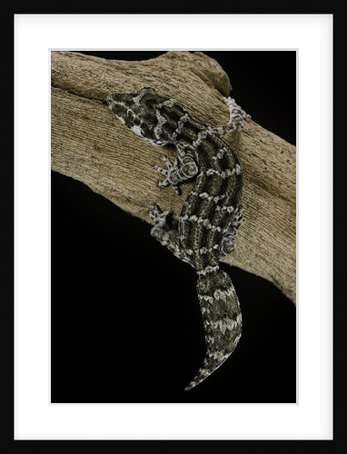 Teratolepis fasciata (carrot-tailed viper gecko) by Anonymous