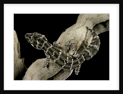 Teratolepis fasciata (carrot-tailed viper gecko) by Anonymous