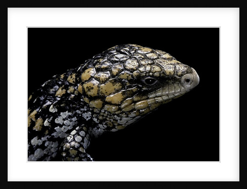 Tiliqua (Trachydosaurus) rugosa (shingleback skink) by Anonymous