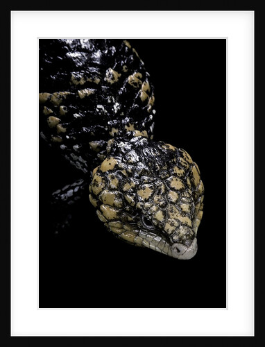 Tiliqua (Trachydosaurus) rugosa (shingleback skink) by Anonymous