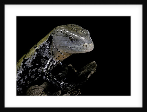 Tiliqua gigas ( giant bluetongue skink) by Anonymous