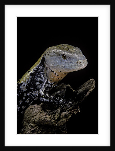 Tiliqua gigas ( giant bluetongue skink) by Anonymous