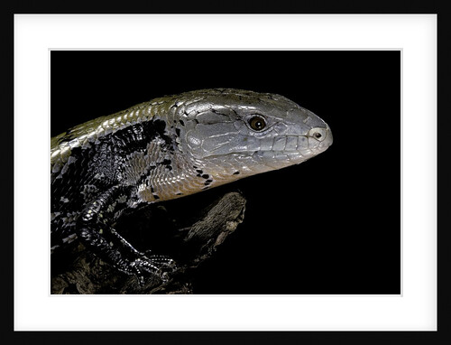 Tiliqua gigas ( giant bluetongue skink) by Anonymous