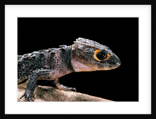 Tribolonotus gracilis (bush crocodile, red-eyed crocodile skink, orangeaugen-helmskink) by Anonymous