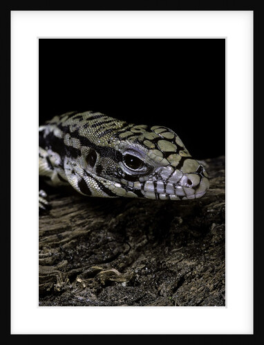Salvator merianae (black-and-white tegu) by Anonymous