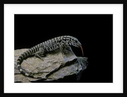 Salvator merianae (black-and-white tegu) by Anonymous