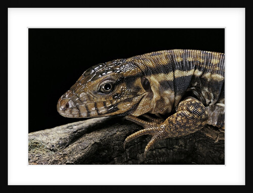 Salvator rufescens (red tegu) by Anonymous