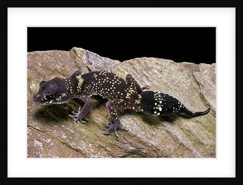 Underwoodisaurus milii (thick-tailed gecko) by Anonymous