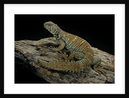 Uromastyx ornata (ornate mastigure, ornate dabb lizard) by Anonymous