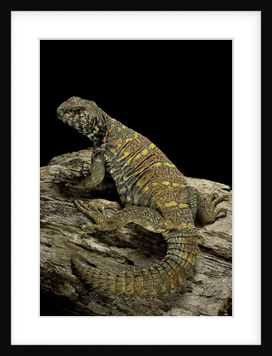 Uromastyx ornata (ornate mastigure, ornate dabb lizard) by Anonymous