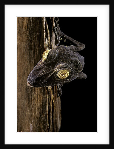 Uroplatus fimbriatus (giant leaf-tailed gecko) by Anonymous