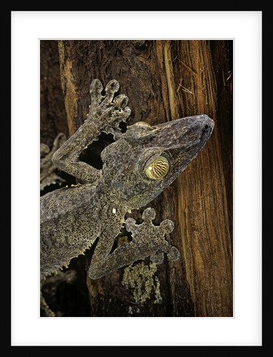 Uroplatus fimbriatus (giant leaf-tailed gecko) by Anonymous