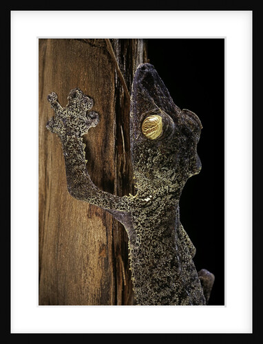 Uroplatus fimbriatus (giant leaf-tailed gecko) by Anonymous