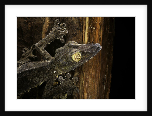 Uroplatus fimbriatus (giant leaf-tailed gecko) by Anonymous