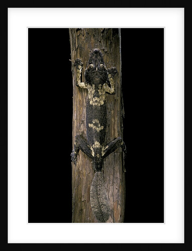 Uroplatus henkeli (flat-tailed gecko) by Anonymous