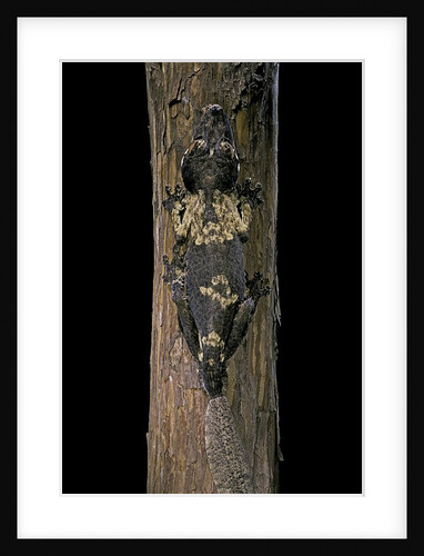 Uroplatus henkeli (flat-tailed gecko) by Anonymous