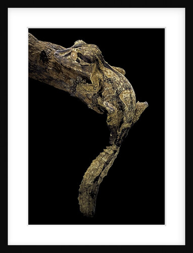 Uroplatus henkeli (flat-tailed gecko) by Anonymous