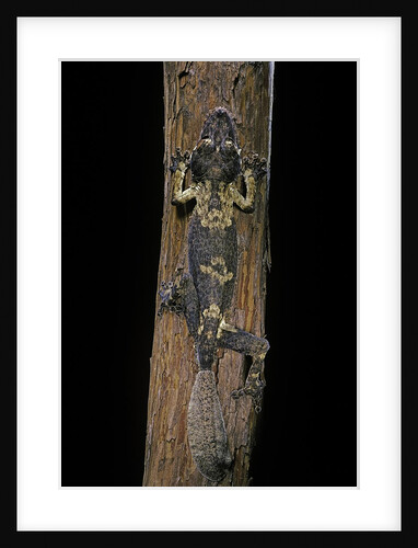 Uroplatus henkeli (flat-tailed gecko) by Anonymous