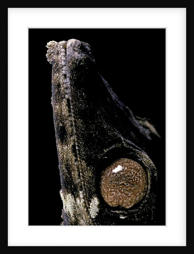 Uroplatus henkeli (flat-tailed gecko) - eye by Anonymous