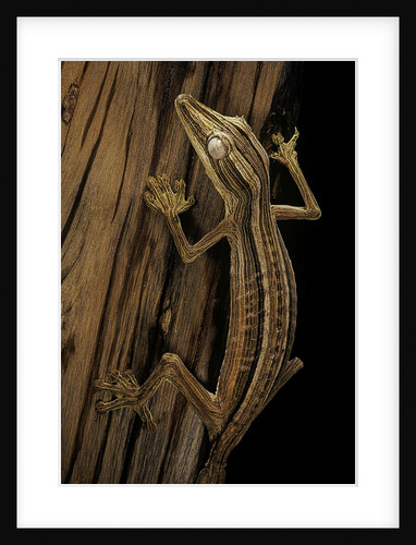 Uroplatus lineatus (lined flat-tailed gecko) by Anonymous