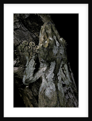 Uroplatus sikorae (mossy leaf-tailed gecko) by Anonymous
