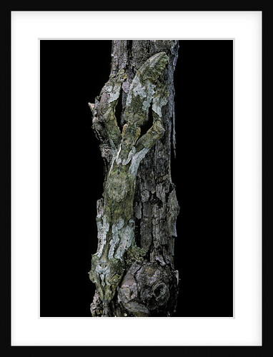 Uroplatus sikorae (mossy leaf-tailed gecko) by Anonymous