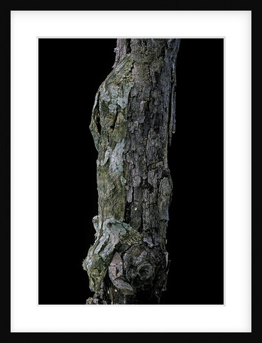 Uroplatus sikorae (mossy leaf-tailed gecko) by Anonymous