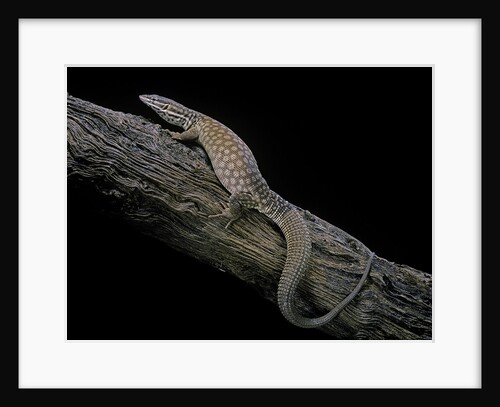 Varanus acanthurus (spiny-tailed monitor, ridgetail monitor) by Anonymous