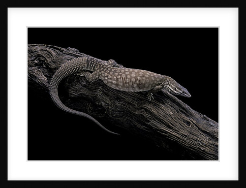 Varanus acanthurus (spiny-tailed monitor, ridgetail monitor) by Anonymous