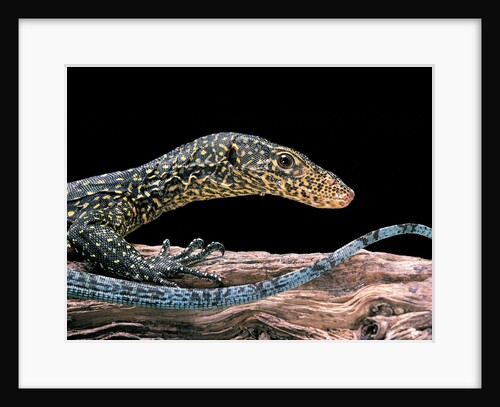 Varanus doreanus (bluetail monitor) by Anonymous