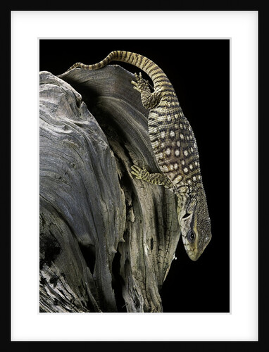 Varanus exanthematicus (savannah monitor) by Anonymous