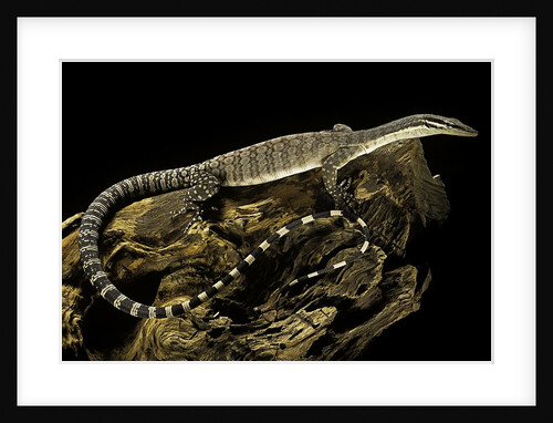 Varanus glauerti (Kimberley rock monitor) by Anonymous