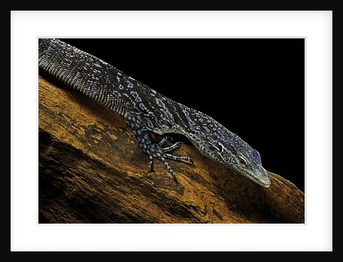 Varanus macraei (blue spotted tree monitor) by Anonymous