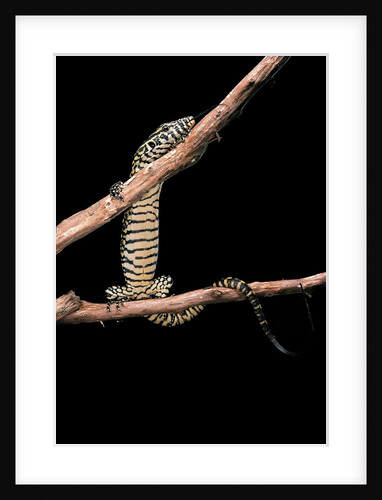 Varanus niloticus (Nile monitor, water leguaan) by Anonymous