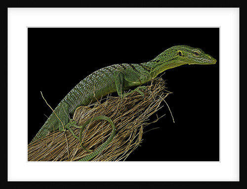 Varanus prasinus (emerald monitor) by Anonymous