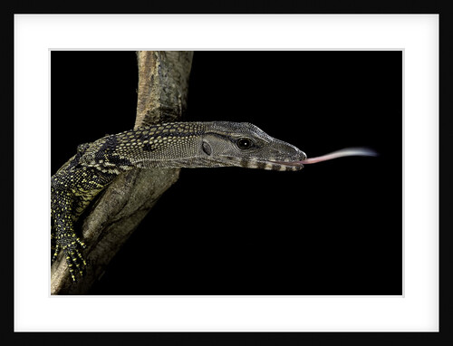 Varanus rudicollis (roughneck monitor) by Anonymous