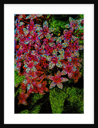 Flowers by Anonymous