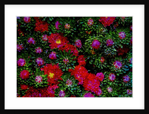 Red Flowers by Anonymous