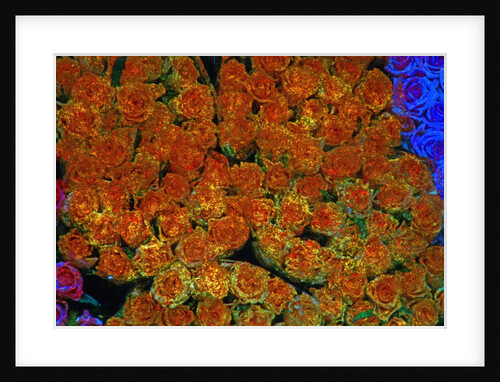 Roses by Anonymous