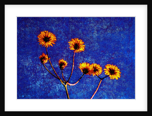 Yellow and Blue by Anonymous