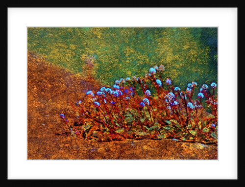 Little Plants by Anonymous